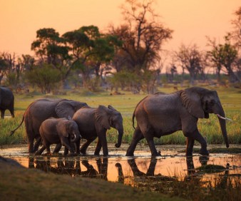 wildlife viewing in Botswana